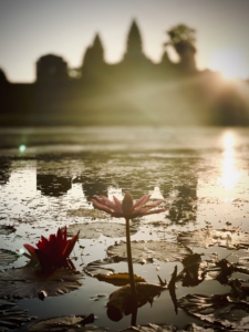 Lotus Springing A lotus flower is springing from the water with soft sunlight and greenery in the background.