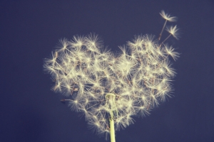 A close-up photograph of a dandelion seed head arranged in the shape of a heart against a dark blue background, with a few delicate seeds beginning to drift away.
