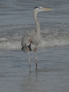 Great blue heron standing in the shallow surf as waves move around it.