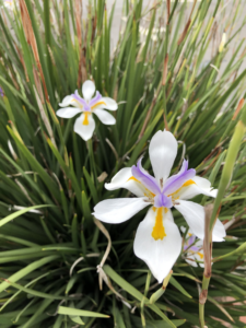 White and lavender flowers blooming among green leaves.